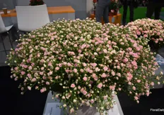 One of their new varieties that is attracting a lot of attention is Gypso Rose.